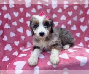 Aussiedoodle Miniature  Puppy for sale in LAKELAND, FL, USA