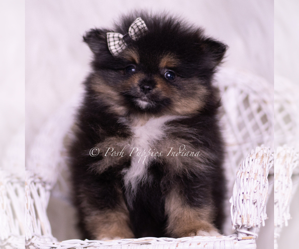 Medium Photo #88 Pomeranian Puppy For Sale in WARSAW, IN, USA