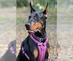 Small #1 Doberman Pinscher