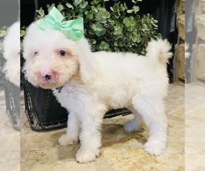 Cavapoo Puppy for Sale in GROVETON, Texas USA