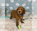 Small #5 Goldendoodle mix (+ Poodle Miniature)