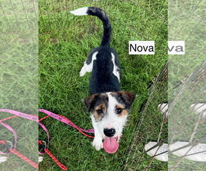 Nova - Male Mutt Dog for Adoption - Photo #8
