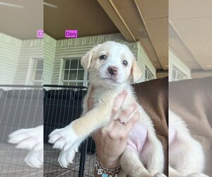 Golden Pyrenees Dogs for adoption in Brewster, NY, USA