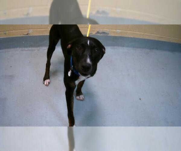 Medium Photo #1 American Pit Bull Terrier Puppy For Sale in Tulsa, OK, USA