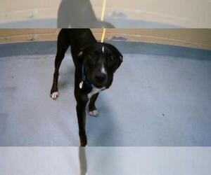Medium American Pit Bull Terrier