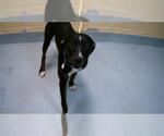 Small American Pit Bull Terrier