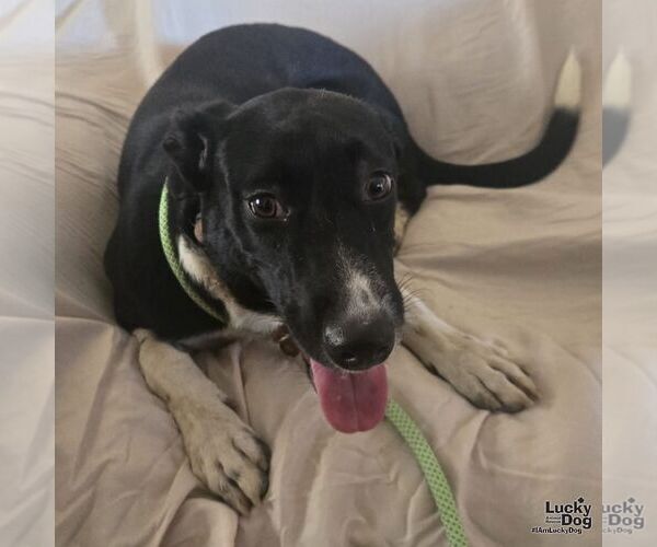 Medium Photo #4 Labrador Retriever-Retriever  Mix Puppy For Sale in Washington, DC, USA