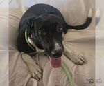 Small #3 Labrador Retriever-Retriever  Mix
