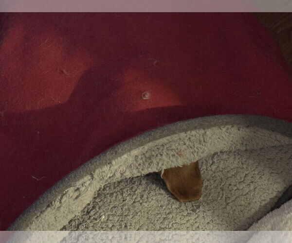 Medium Photo #2 Dachshund Puppy For Sale in Sioux Falls, SD, USA