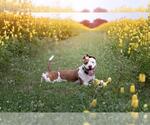Small #2 American Pit Bull Terrier
