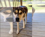 Small #10 German Shepherd Dog-Huskies  Mix