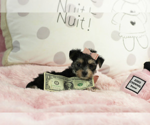 Yorkshire Terrier Litter for sale in JACKSONVILLE, FL, USA