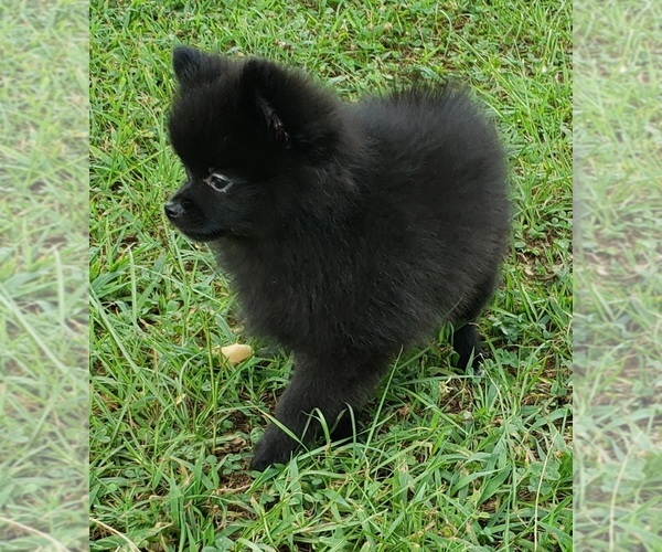 Medium Photo #1 Pomeranian Puppy For Sale in OCTAVIA, OK, USA