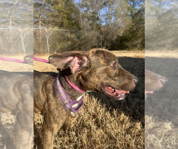 Medium Photo #2 Mutt Puppy For Sale in Glen Allen, VA, USA