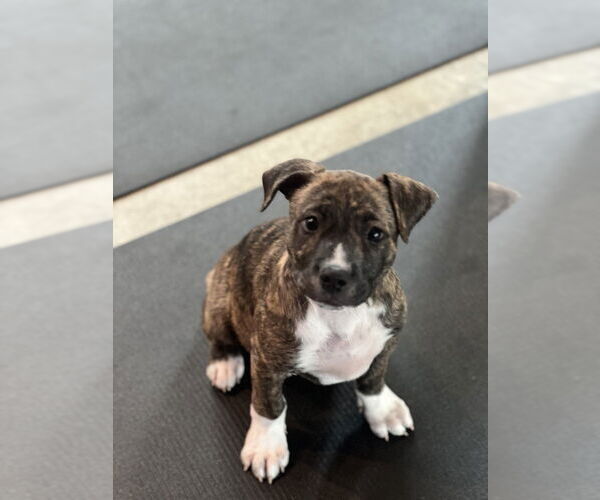 Medium Photo #5 Boxer-Unknown Mix Puppy For Sale in Dana Point, CA, USA