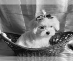 Small #4 Maltese