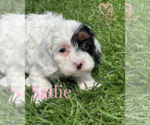 Small Photo #4 Cavapoo Puppy For Sale in ELMHURST, IL, USA