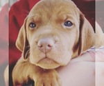 Small Photo #11 Vizsla Puppy For Sale in AGUA DULCE, CA, USA