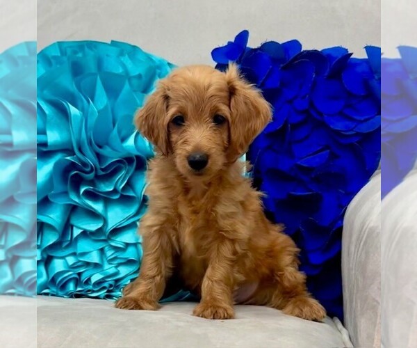 Medium Photo #39 Double Doodle Puppy For Sale in LAGRANGE, GA, USA