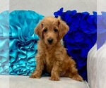 Small Photo #39 Double Doodle Puppy For Sale in LAGRANGE, GA, USA