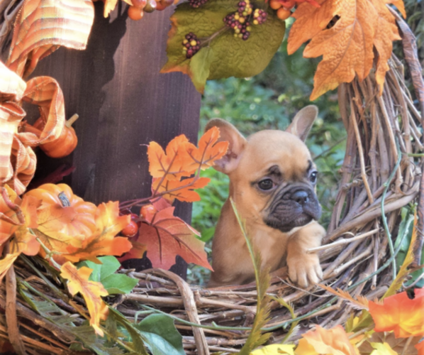 Medium Photo #1 French Bulldog Puppy For Sale in COVINGTON, LA, USA