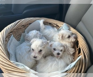 Maltese Puppy for Sale in LAWRENCEVILLE, Georgia USA