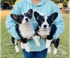 American Corgi Puppy for sale in MYRTLE CREEK, OR, USA