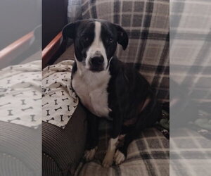 Cyle (TX) - Male Mutt Dog for Adoption - Photo #12