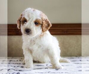 Goldendoodle (Miniature) Puppy for Sale in LITITZ, Pennsylvania USA