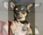 Small #1 Chihuahua