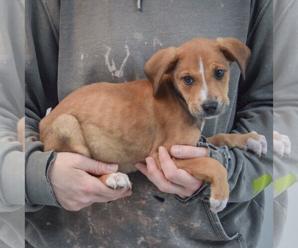Medium Photo #2 Boxador Puppy For Sale in Huntley, IL, USA