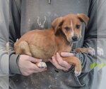 Small #1 Boxador