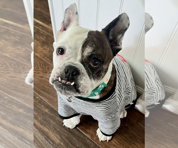 Medium Photo #4 French Bulldog Puppy For Sale in Menifee, CA, USA