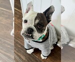 Small #3 French Bulldog