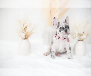 French Bulldog Puppy for Sale in HAVERHILL, Massachusetts USA