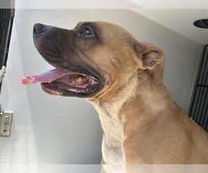 American Pit Bull Terrier Dogs for adoption in Houston, TX, USA