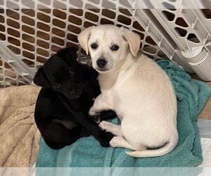Labrador Retriever-Unknown Mix Dogs for adoption in Rosenberg, TX, USA
