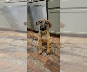 Malinois Puppy for sale in GREELEY, CO, USA