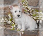 Puppy Charm West Highland White Terrier