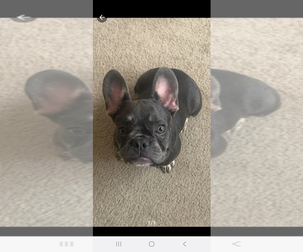 Medium Photo #1 French Bulldog Puppy For Sale in FORT WORTH, TX, USA