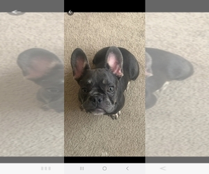 French Bulldog Puppy for sale in FORT WORTH, TX, USA