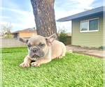 Small #5 French Bulldog
