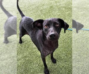 HONEY - Female Labrador Retriever-Unknown Mix Dog for Adoption - Photo #2