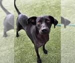 Small Photo #2 Labrador Retriever-Unknown Mix Puppy For Sale in Baytown, TX, USA