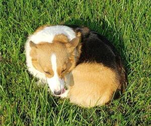 Mother of the Pembroke Welsh Corgi puppies born on 06/15/2021