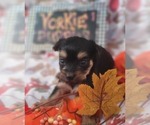 Small Photo #89 Yorkshire Terrier Puppy For Sale in AKRON, OH, USA
