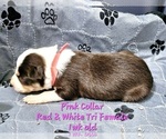Puppy Pink Collar Border Collie