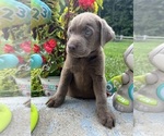 Small #6 Labrador Retriever