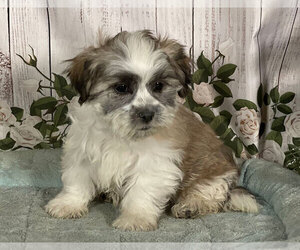 Zuchon Puppy for sale in PENNS CREEK, PA, USA