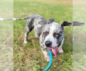 Star - Female American Pit Bull Terrier-Staffordshire Bull Terrier Mix Dog for Adoption - Photo #9